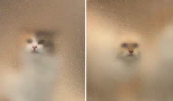 「おい!生きてる?」入浴中に交代でモザイク越しに次々と生存確認に来る愛猫たちが可愛いすぎ!