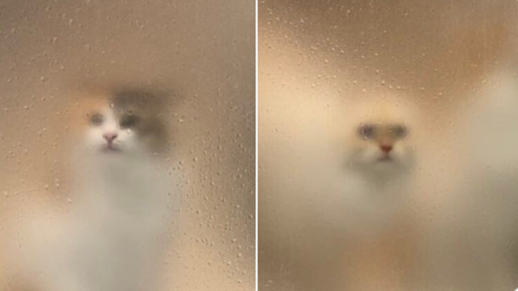 「おい！生きてる？」入浴中に交代でモザイク越しに次々と生存確認に来る愛猫たちが可愛いすぎ！