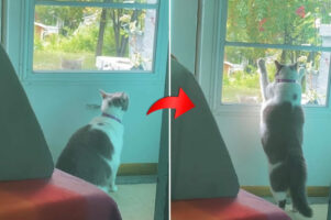 窓の外からヌッと顔をのぞかせた野良猫。残念ながら猫嫌いな家猫に激しく拒否され・・、そのままヌッと身を沈めていきました【アメリカ・動画】