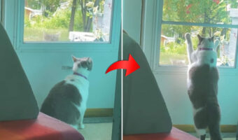 窓の外からヌッと顔をのぞかせた野良猫。残念ながら猫嫌いな家猫に激しく拒否され・・、そのままヌッと身を沈めていきました【アメリカ・動画】