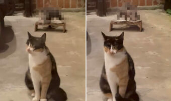 猫がよそ見をしているその隙に・・、「ある野生動物」がちゃっかり猫のご飯を美味しくいただいていました!!【アメリカ・動画】