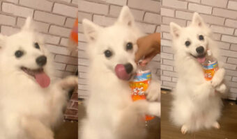 これは可愛すぎる！4歳にして究極にかわいい技を習得したスピッツが話題に！