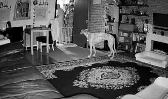 賢い子！夜中に物音がしたのでカメラをチェックすると自らベッドメイクする賢い愛犬の姿が映っていました！