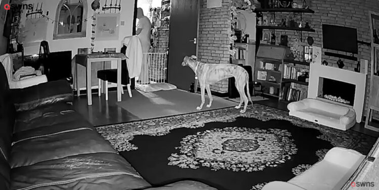 賢い子！夜中に物音がしたのでカメラをチェックすると自らベッドメイクする賢い愛犬の姿が映っていました！