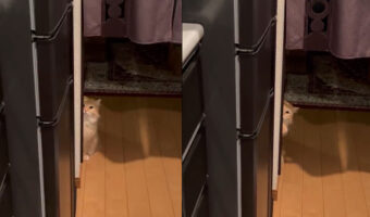 これは抗えない!愛猫の遊んでアピールの威力が強すぎる!