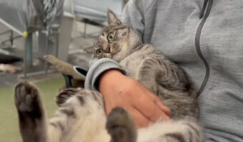 急にスイッチオフ!ケリケリの最中に急に電池切れしちゃう猫が可愛いけど、ちょっと心配になるレベルで電池切れに!