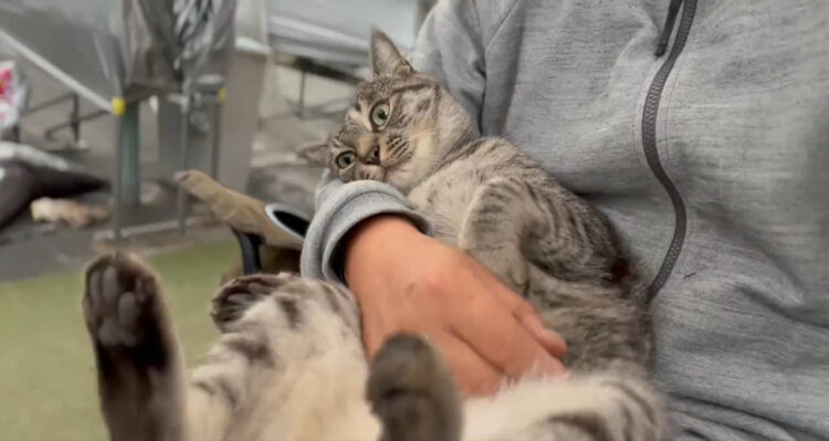 急にスイッチオフ！ケリケリの最中に急に電池切れしちゃう猫が可愛いけど、ちょっと心配になるレベルで電池切れに！