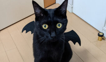 【天才】100均のハロウィンカチューシャの真の使い道が発見され、可愛すぎる悪魔が爆誕したと話題に!