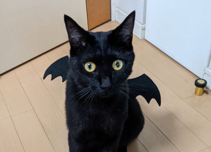 【天才】100均のハロウィンカチューシャの真の使い道が発見され、可愛すぎる悪魔が爆誕したと話題に！