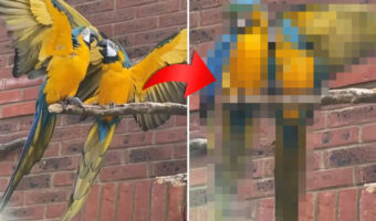 言い争っているような2羽のコンゴウインコ。ケンカでもしているのかと思いきや・・、次の瞬間に見せた光景にビックリ!!【海外・動画】