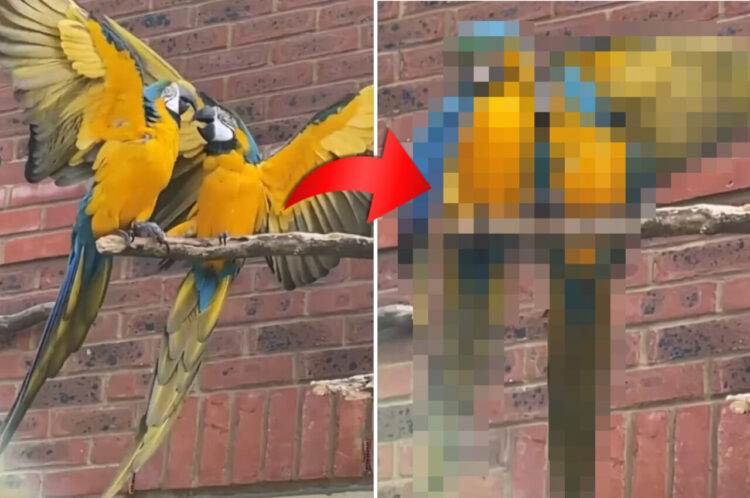 言い争っているような2羽のコンゴウインコ。ケンカでもしているのかと思いきや・・、次の瞬間に見せた光景にビックリ！！【海外・動画】