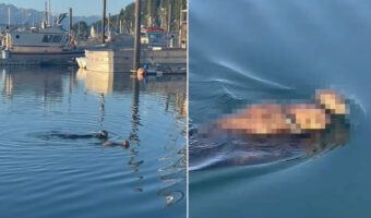 ボートハーバーで暮らすラッコの親子。並んで泳いだり、お母さんラッコが抱っこしたり・・、その光景が愛にあふれていて尊い！【アメリカ・動画】