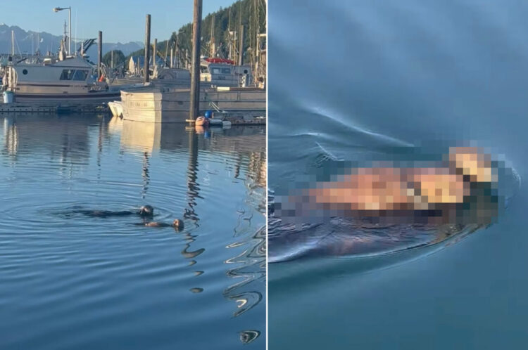 ボートハーバーで暮らすラッコの親子。並んで泳いだり、お母さんラッコが抱っこしたり・・、その光景が愛にあふれていて尊い！【アメリカ・動画】