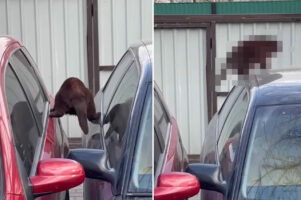 『ミッションインポッシブル』な猫！？足をめいっぱい広げて2台の車の隙間を渡っていくこの子はミッション完了できるのか？！【海外・動画】