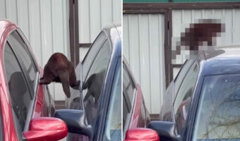 『ミッションインポッシブル』な猫!?足をめいっぱい広げて2台の車の隙間を渡っていくこの子はミッション完了できるのか?!【海外・動画】