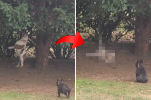 恥ずかしい瞬間を目撃されてしまったブルドッグ。それはまさに「穴があったら入りたい」状況だったのです・・【海外・動画】