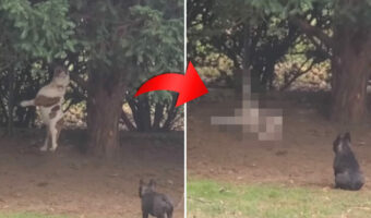 恥ずかしい瞬間を目撃されてしまったブルドッグ。それはまさに「穴があったら入りたい」状況だったのです・・【海外・動画】