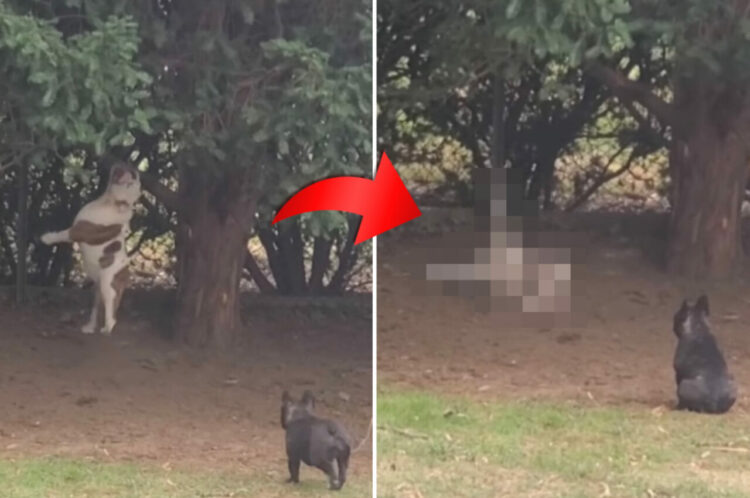 恥ずかしい瞬間を目撃されてしまったブルドッグ。それはまさに「穴があったら入りたい」状況だったのです・・【海外・動画】