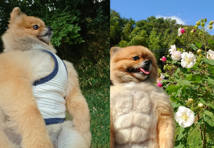 顔と体のギャップが凄い！ゴリマッチョなポメラニアンがTwitterで大人気！