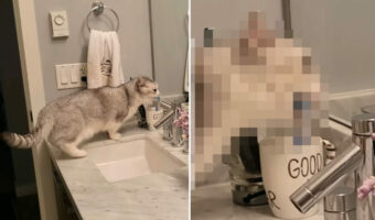 飼い主さんの真似っこをしているの？バスルームに忍び込んだ愛猫がひっそりとしていたイタズラにビックリ！！【海外・動画】