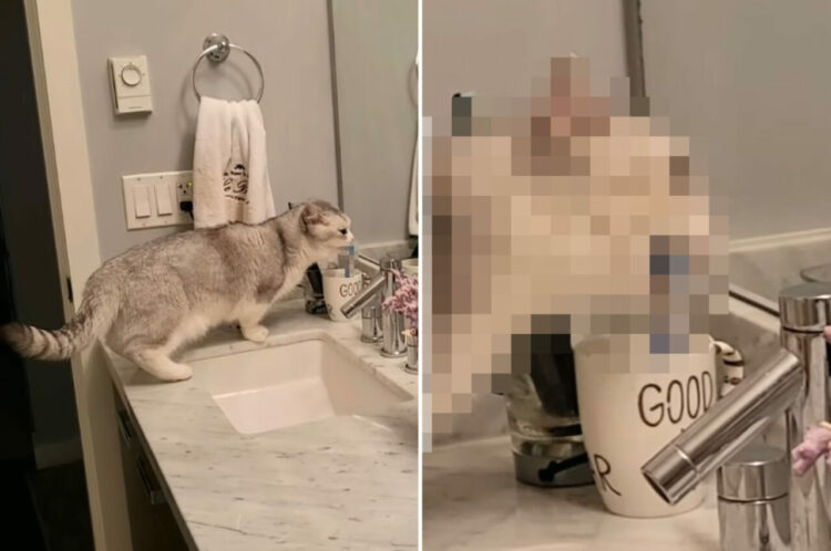 飼い主さんの真似っこをしているの？バスルームに忍び込んだ愛猫がひっそりとしていたイタズラにビックリ！！【海外・動画】