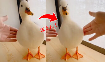 アヒルってジャイロ搭載してる？頭の位置を変えずに体を左右に動かす動きがコミカルで面白い！