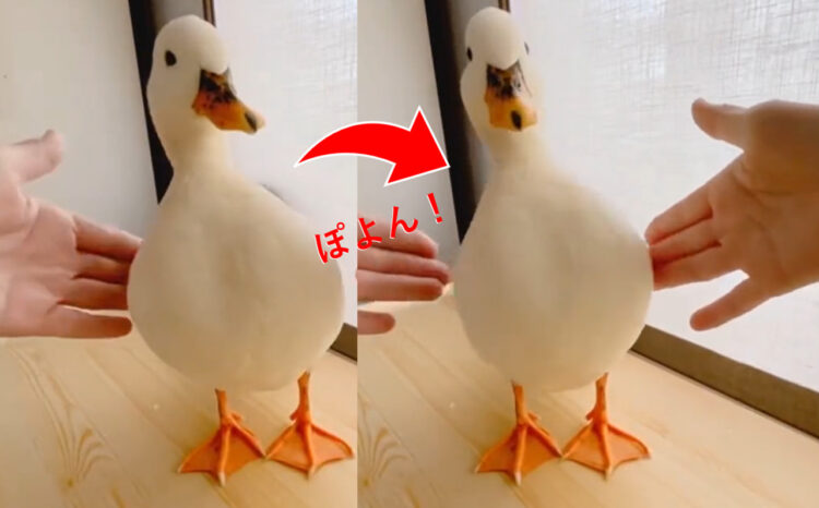 アヒルってジャイロ搭載してる？頭の位置を変えずに体を左右に動かす動きがコミカルで面白い！