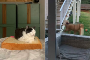 食パン型クッションでお昼寝する猫。ある日、このクッションをめぐる悲劇に見舞われるのですが・・、全く気に留めていませんでした【海外・動画】