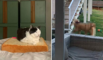 食パン型クッションでお昼寝する猫。ある日、このクッションをめぐる悲劇に見舞われるのですが・・、全く気に留めていませんでした【海外・動画】