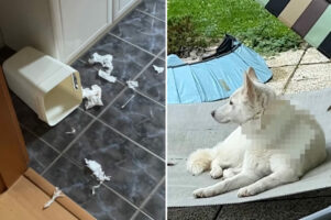 ゴミ箱を倒してフタを持ち去ったのは誰？2匹いる愛犬のどちらが犯人か、飼い主さんは一目で突き止めました！！【海外・動画】