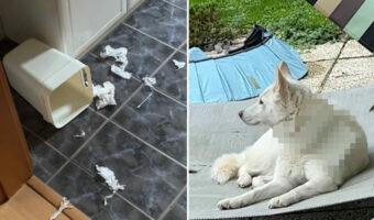 ゴミ箱を倒してフタを持ち去ったのは誰?2匹いる愛犬のどちらが犯人か、飼い主さんは一目で突き止めました!!【海外・動画】