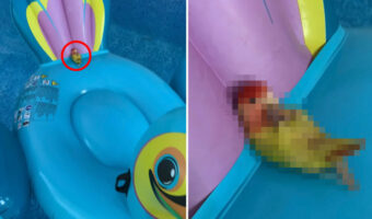 プールに浮かぶ鳥型の浮き輪に乗るインコ。リラックスしきったその格好・・、もしかして前世は人間だった??