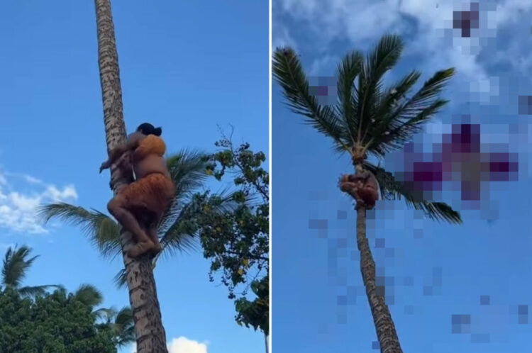多くの人が見守る中ヤシの木を登っていく男性。そして、みんなが笑顔になる『あるもの』を宙から降らせました！【海外・動画】