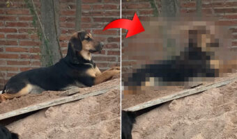 砂場でくつろいでいた犬に降り掛かった悲劇。この子のそばには大はしゃぎで砂遊びをしている子がいた結果・・【海外・動画】