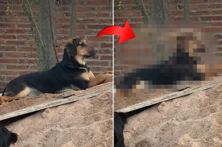 砂場でくつろいでいた犬に降り掛かった悲劇。この子のそばには大はしゃぎで砂遊びをしている子がいた結果・・【海外・動画】