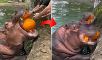 【500万再生オーバー】恐るべしカバの咬合力！一抱えほどある大きなカボチャをまるごと口の中に入れたかと思ったら、なんと！！【海外・動画】