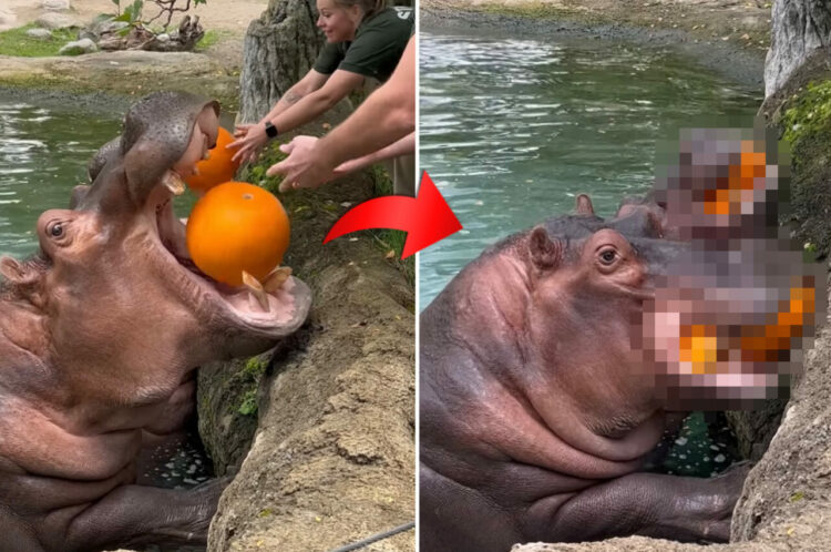 【500万再生オーバー】恐るべしカバの咬合力！一抱えほどある大きなカボチャをまるごと口の中に入れたかと思ったら、なんと！！【海外・動画】