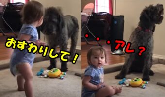 「おすわり!」おすわりさせようとしたら逆に犬におすわりさせられてしまった赤ちゃんのキョトン顔が可愛すぎるので皆さん見てください!