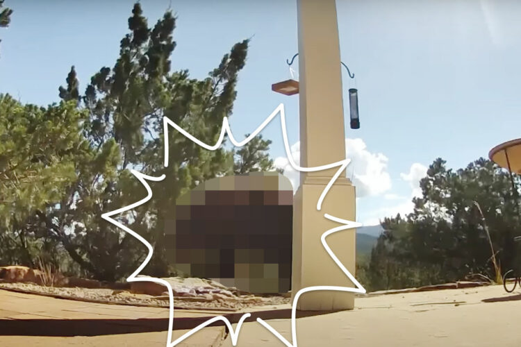 庭の水場は野生動物たちの憩いの場！キツネやコヨーテにボブキャット、鹿の群れがやって来ることもあるし、なんと巨体な「あの動物」まで！！