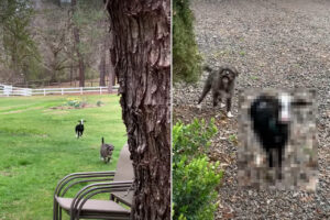 裏庭から逃げ出したペットたちが道を歩いてる！「こっちへおいで」と声をかけたら駆け寄ってくれましたが・・、一匹は犬ではなく違う動物でした