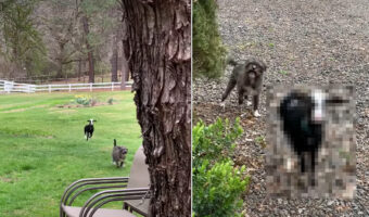 裏庭から逃げ出したペットたちが道を歩いてる！「こっちへおいで」と声をかけたら駆け寄ってくれましたが・・、一匹は犬ではなく違う動物でした