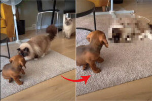 はじめましての挨拶を交わす子犬と猫たち。特にラグドールが子犬を気に入ったようで、仲良くしてとばかりにとてもかわいい、思わぬ行動に出ました！