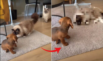 はじめましての挨拶を交わす子犬と猫たち。特にラグドールが子犬を気に入ったようで、仲良くしてとばかりにとてもかわいい、思わぬ行動に出ました！