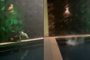 プールサイドを走る猫、お友達を避けるためにジャンプしたところ・・、着地した場所が悪くて2匹そろってパニックに！【海外・動画】