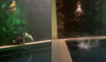 プールサイドを走る猫、お友達を避けるためにジャンプしたところ・・、着地した場所が悪くて2匹そろってパニックに！【海外・動画】