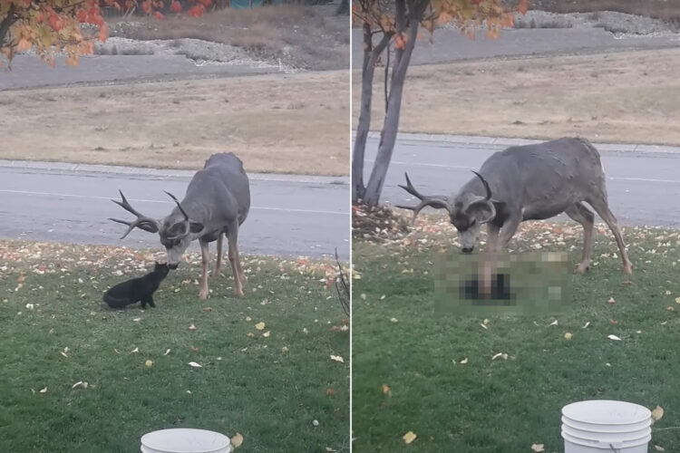 物怖じをしない猫が、目の前のシカにちょっかいを出してる！シカも猫のことが気になるようでかまってくれているのですが・・【海外・動画】