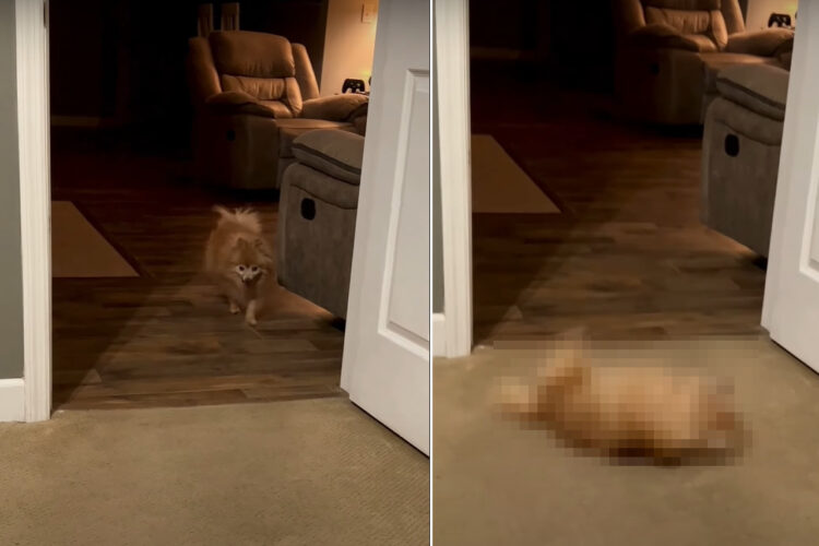 フローリングの部屋から歩いてきたポメラニアン。ところがカーペットの敷かれた部屋に入ってきた瞬間、動きが一変したのです【アメリカ・動画】