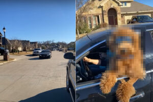 飼い主さんとドライブデート！車から身を乗り出すゴールデンドゥードルの姿が超クール！！