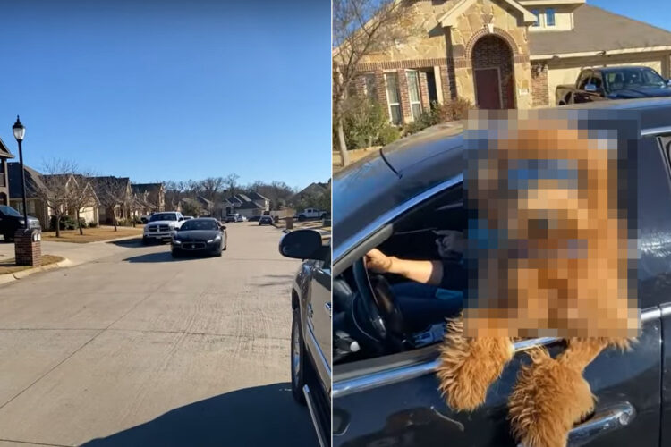 飼い主さんとドライブデート！車から身を乗り出すゴールデンドゥードルの姿が超クール！！