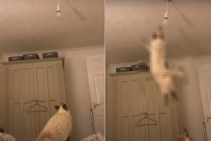 シーリングライトが気になる猫。飛びかかる気満々のようですが、不安定のベッドの上からのジャンプは果たして届くのか！？【海外・動画】